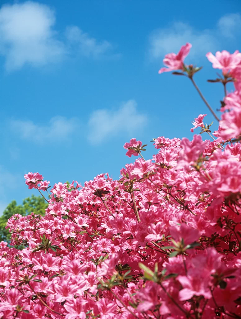 Pink Rhododendron Bloom Petals Sky