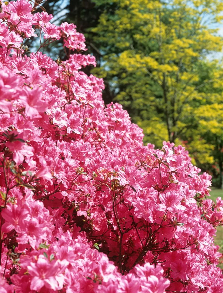 Pink Rhododendron Bloom Petals Dense Bush