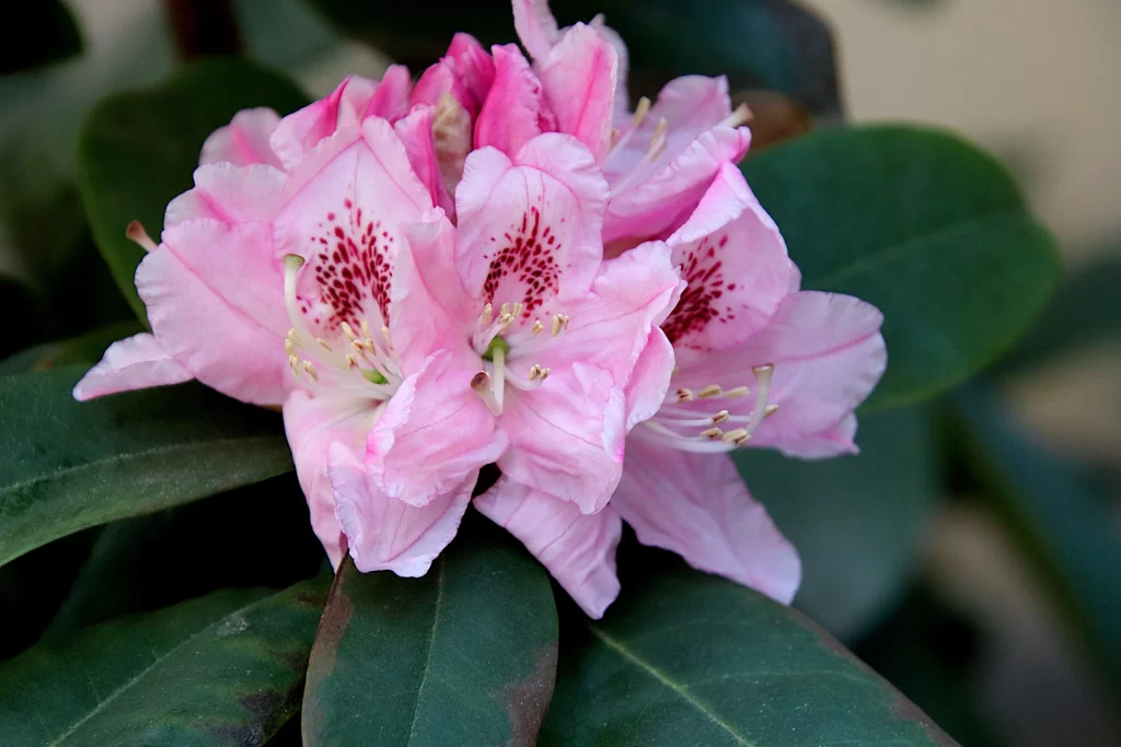 Pink Rhododendron Bloom Petals Dark Green gray Leaves