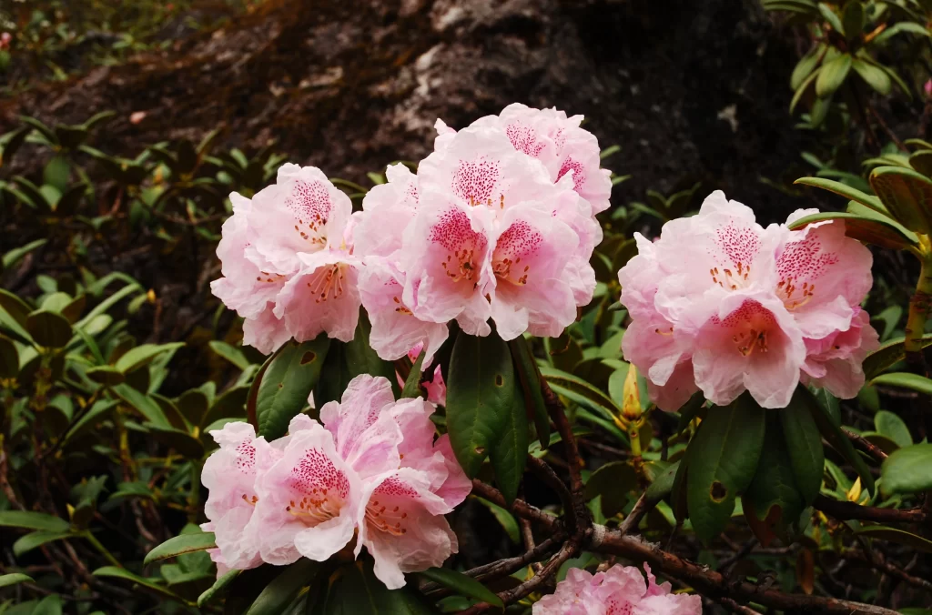 Pink Rhododendron Bloom Petals Green gray Leaves