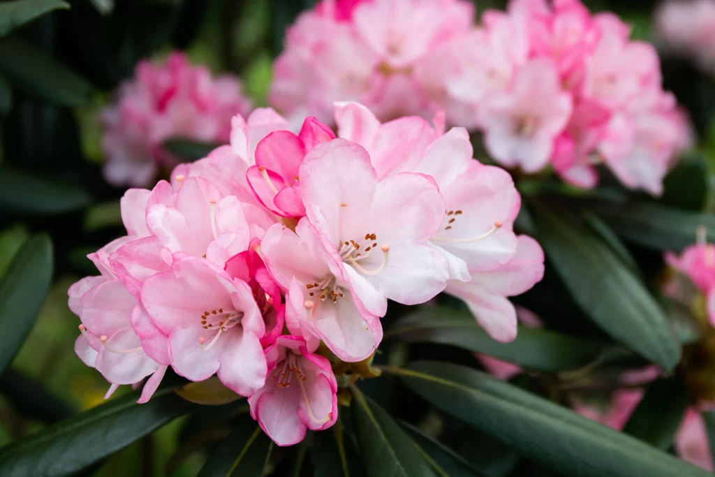 Pink Rhododendron Bloom Petals Dark Green gray Leaves