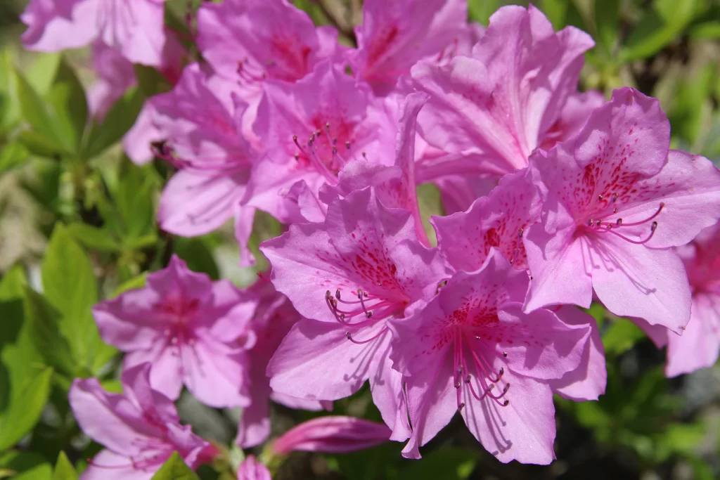 Pink Rhododendron Bloom Petals Speckled Green