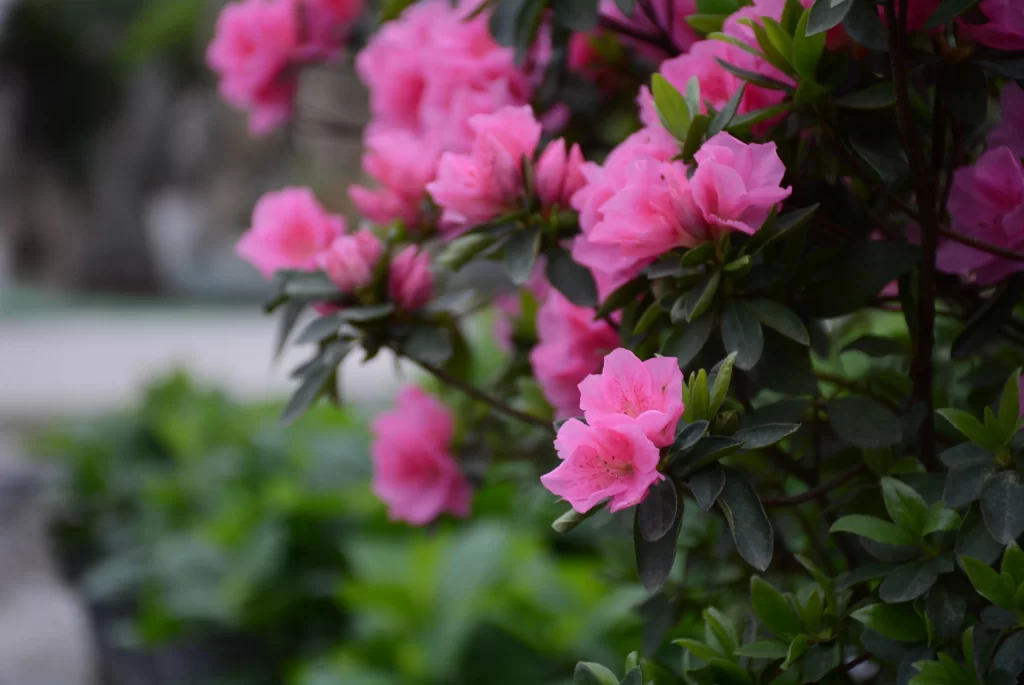 Pink Rhododendron Bloom Petals Dark Green gray Leaves