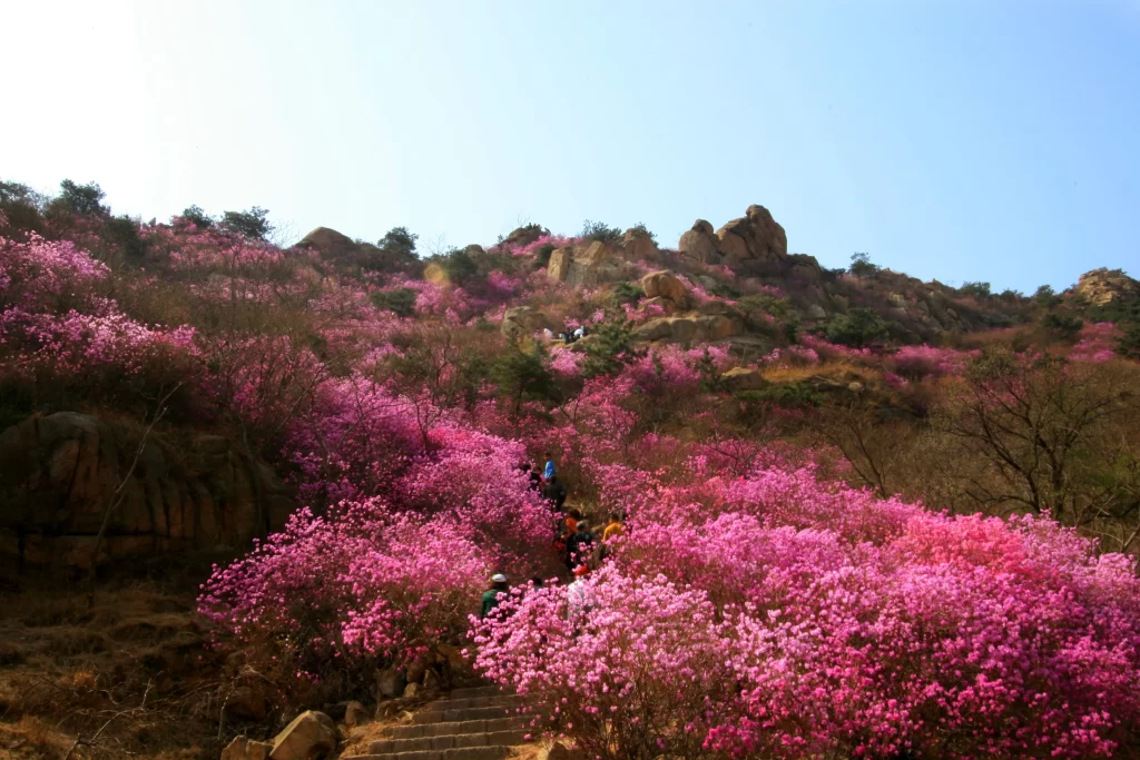Pink Rhododendron Bloom Petals gray Hillside