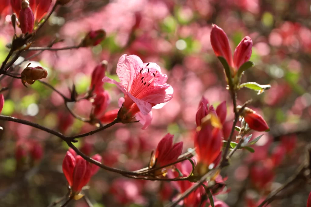 Pink Rhododendron Bloom Petals warm Branches