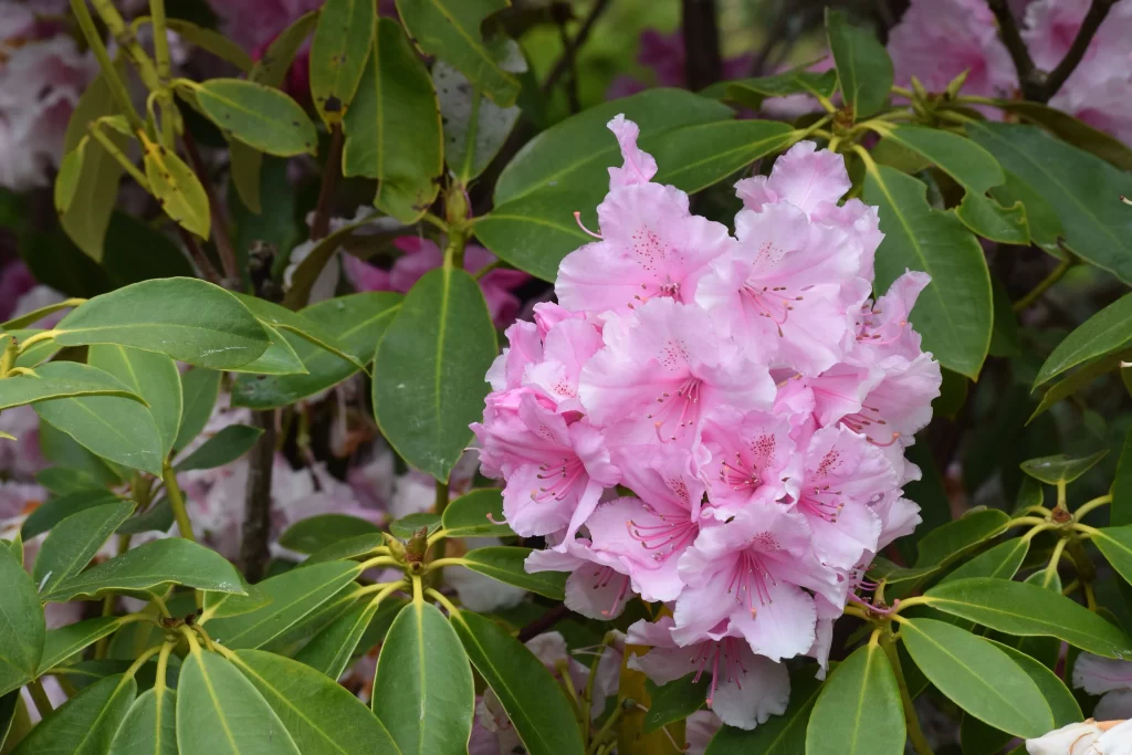 Pink Rhododendron Bloom Petals Green gray Leaves