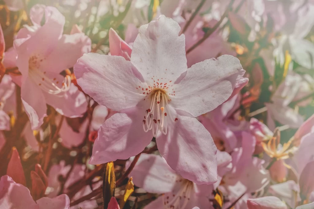Pink Rhododendron Bloom Petals Speckled warm Sunlight
