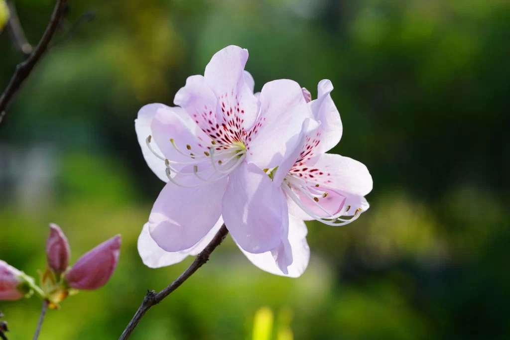 Pink Rhododendron Bloom Petals Speckled Red Garden