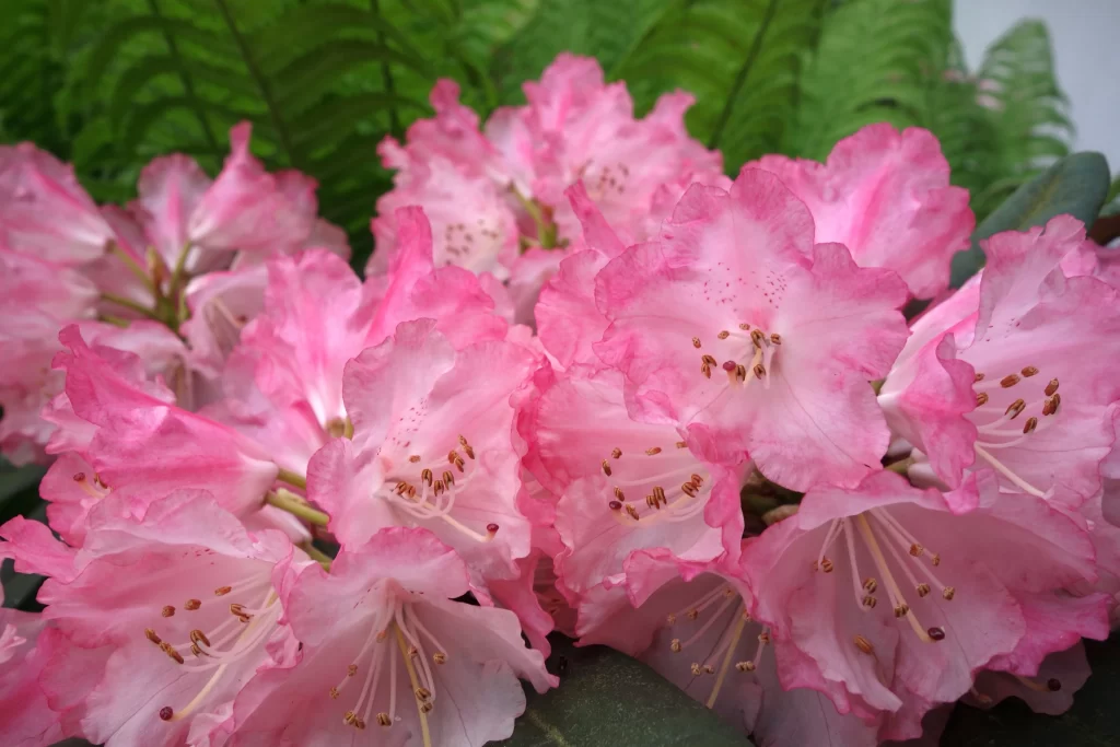 Pink Rhododendron Bloom Petals Green warm Leaves