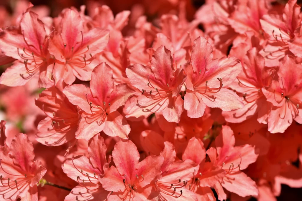 Pink Rhododendron Bloom Petals warm Sunlight