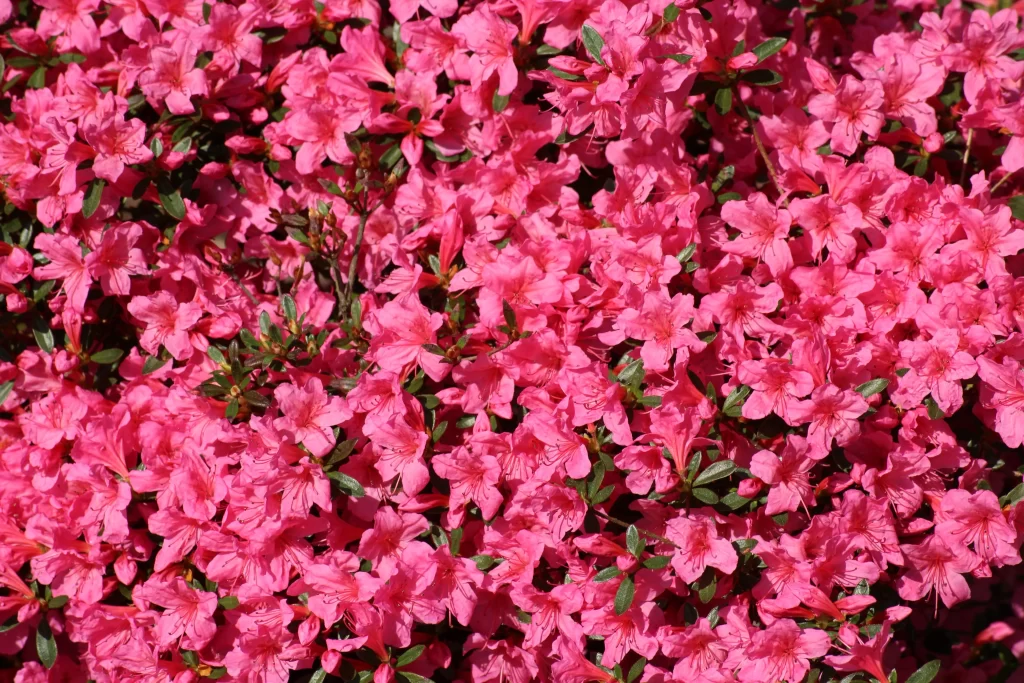 Pink Rhododendron Bloom Petals Dense warm Green