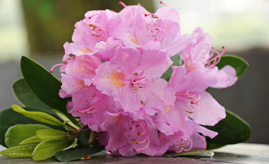 Pink Rhododendron Bloom Petals Green gray Leaves