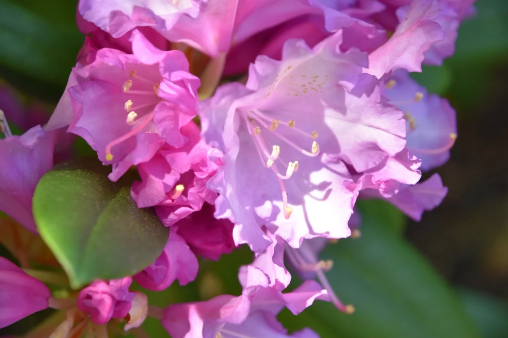Pink Rhododendron Bloom Petals Yellow Stamen