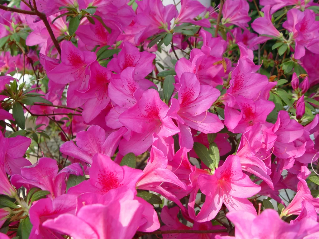 Pink Rhododendron Bloom Petals Green warm Leaves