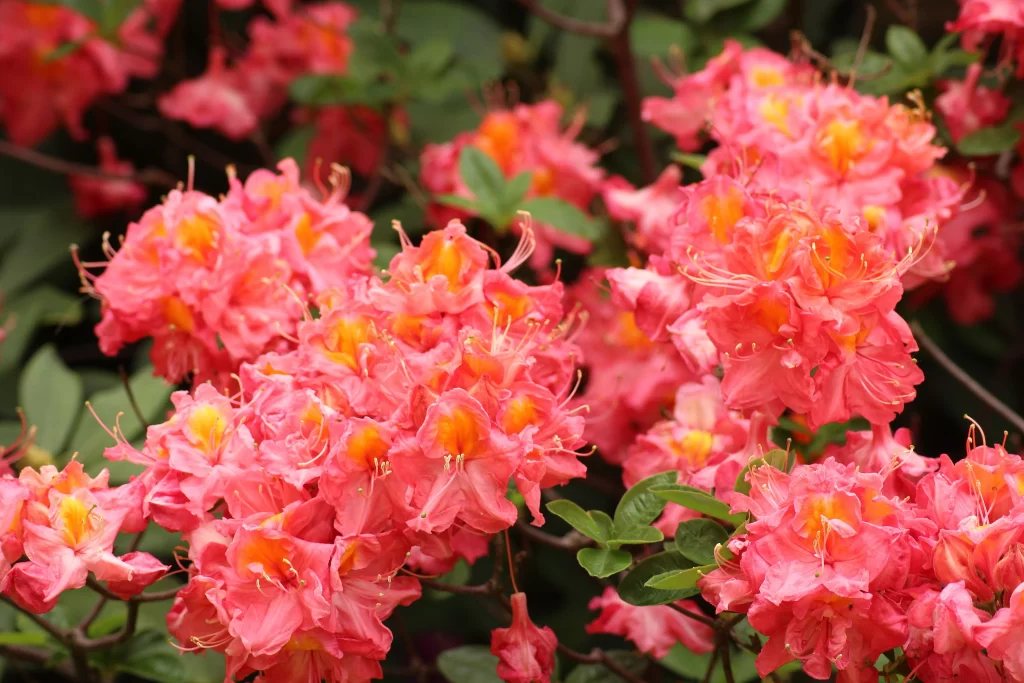 Pink Rhododendron Bloom Petals Yellow red Center