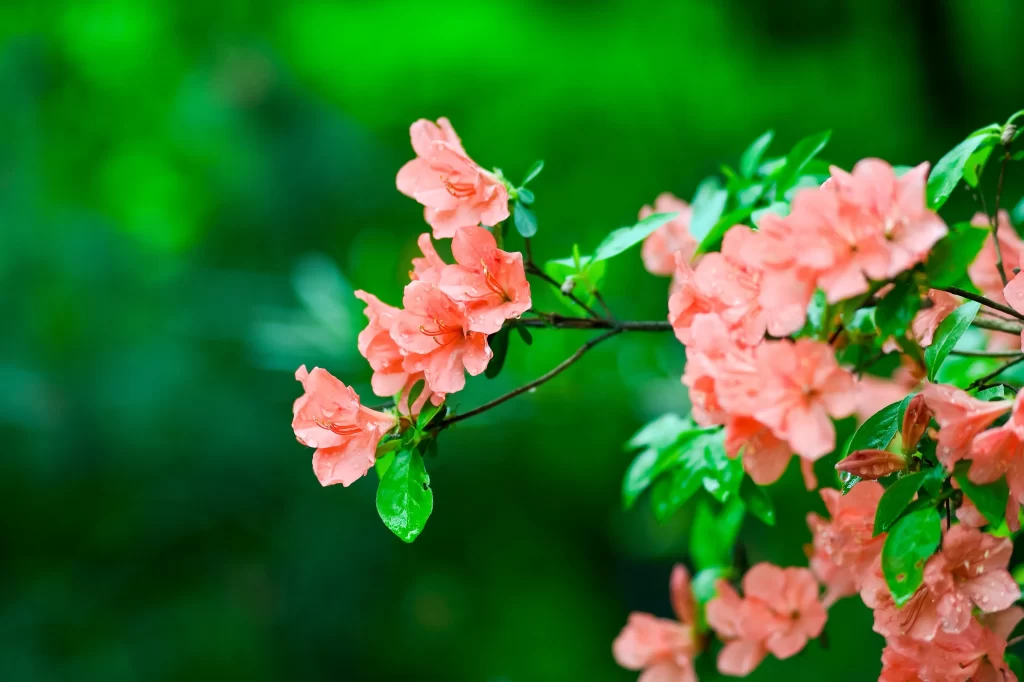 Pink Rhododendron Bloom Petals Green warm Leaves