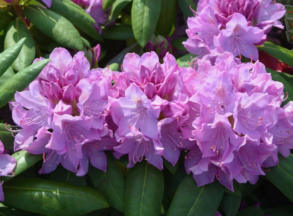 Pink Rhododendron Bloom Petals Green gray Leaves