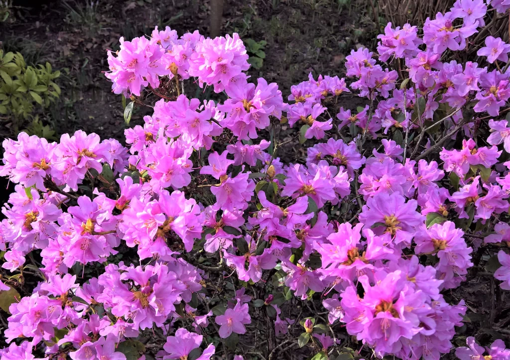 Pink Rhododendron Bloom Petals warm Bush