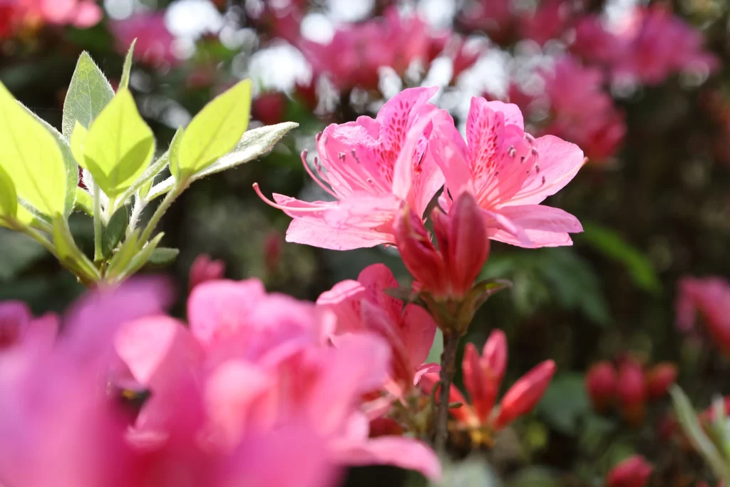 Pink Rhododendron Bloom Petals Green warm Leaves