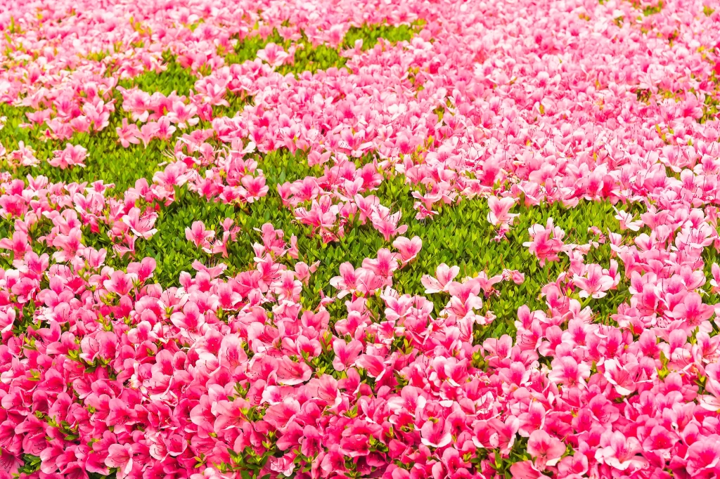 Pink Rhododendron Bloom Petals Dense warm Green