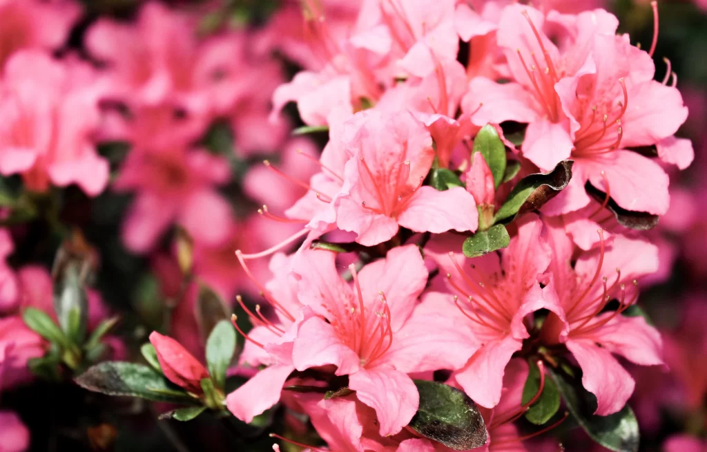 Pink Rhododendron Bloom Petals Green warm Leaves