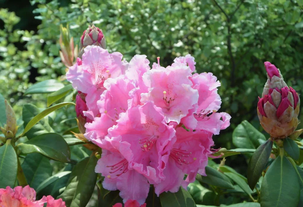 Pink Rhododendron Bloom Petals Green gray Leaves