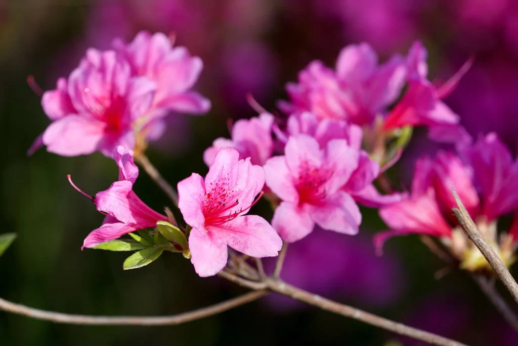Pink Rhododendron Bloom Petals Vibrant