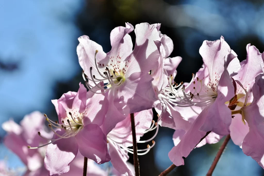 Pink Rhododendron Bloom Petals gray Sunlight
