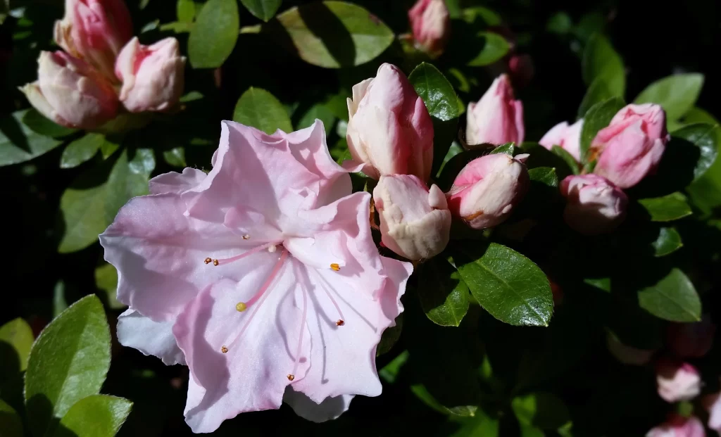 Pink Rhododendron Bloom Petals Bud Green Leaves