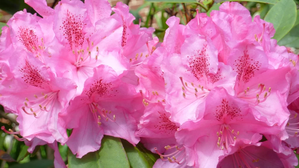 Pink Rhododendron Bloom Petals Speckled warm Yellow