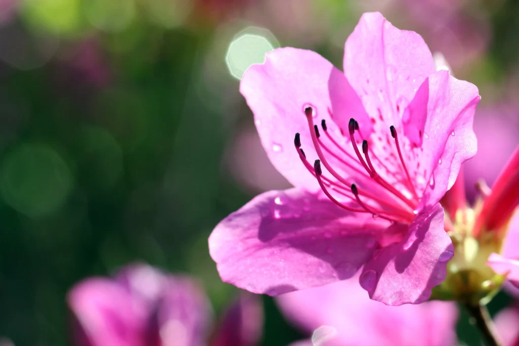 Pink Rhododendron Bloom Petals warm Dewdrops
