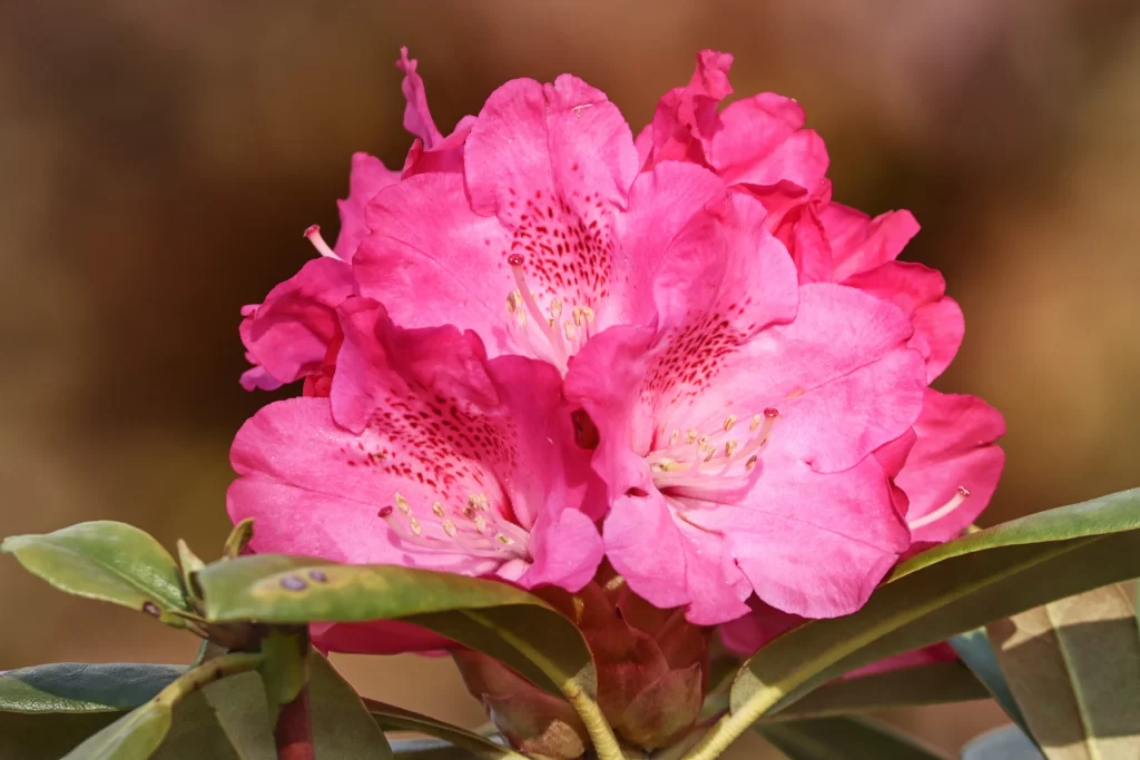 Pink Rhododendron Bloom Petals Speckled warm Yellow