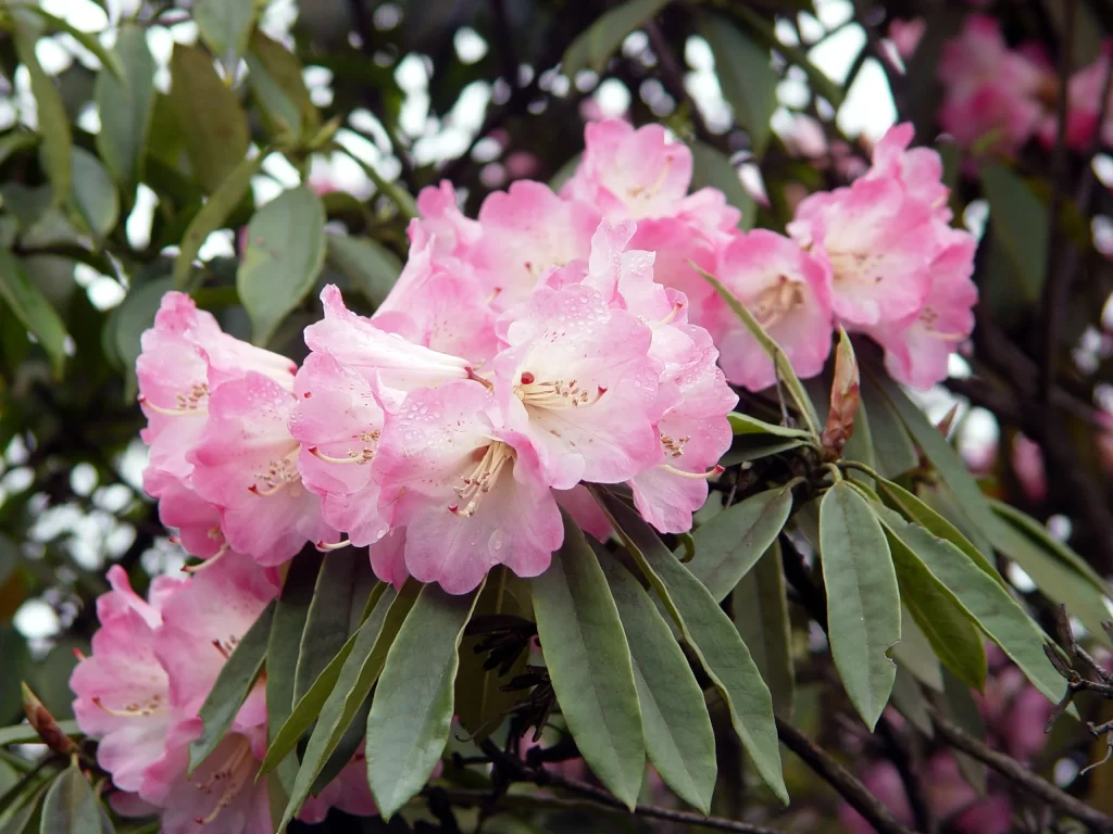 Pink Rhododendron Bloom Petals Leaves Dewdrops