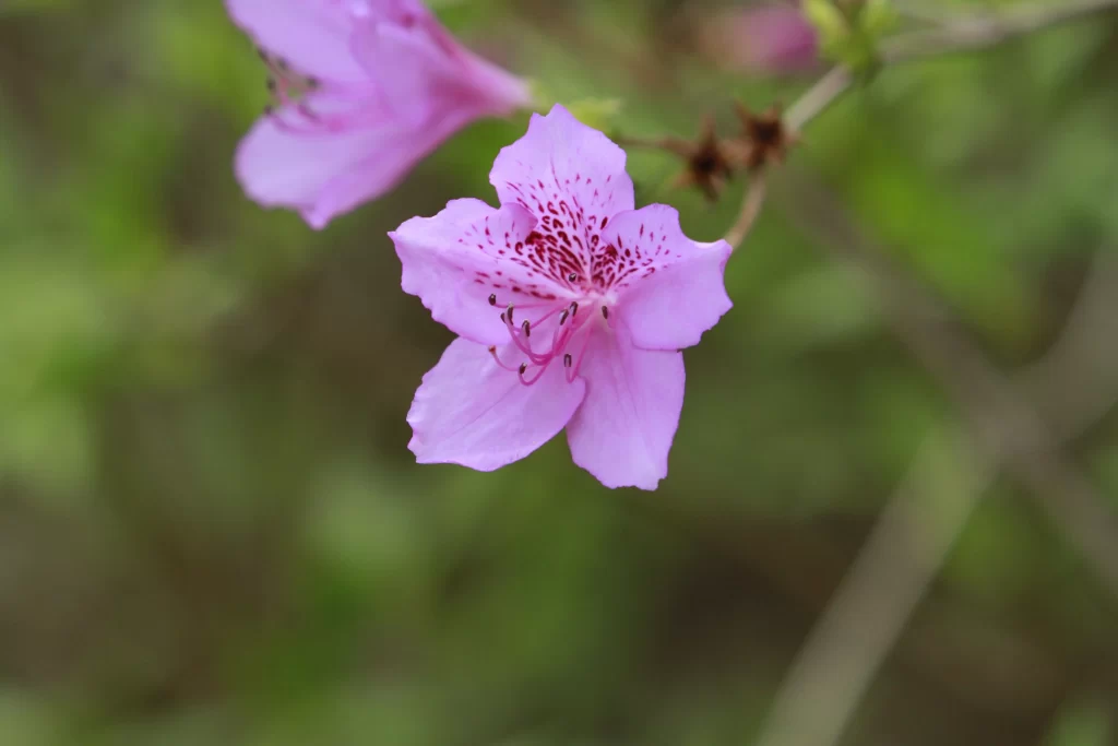 Pink Rhododendron Bloom Petals gray Speckled