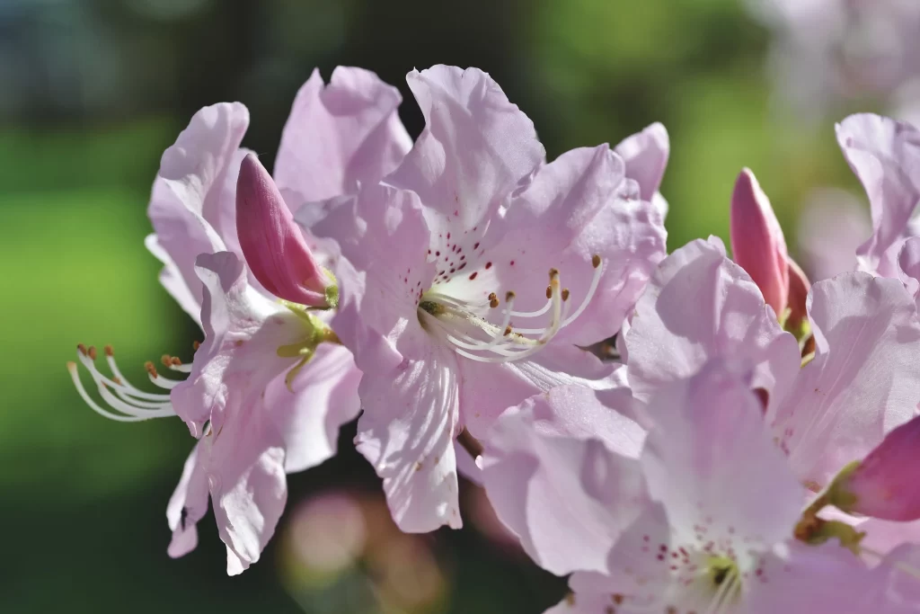 Pink Rhododendron Bloom Petals Speckled Stamens
