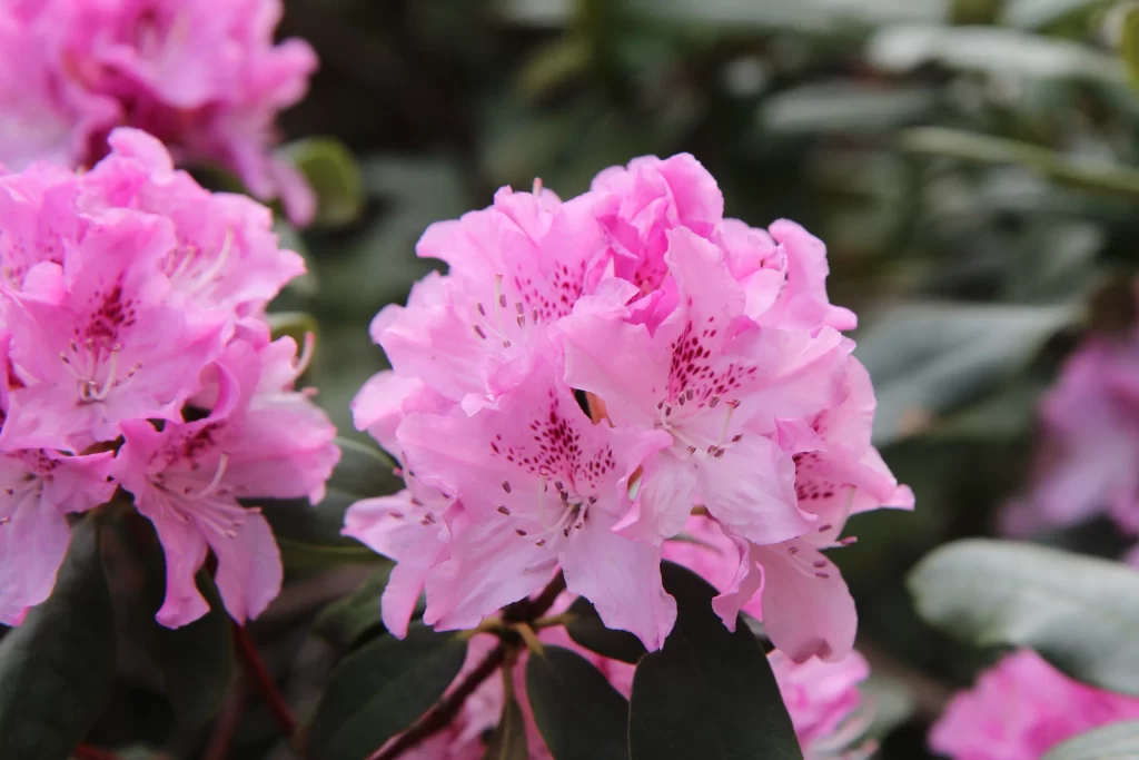 Pink Rhododendron Bloom Petals Dark Leaves