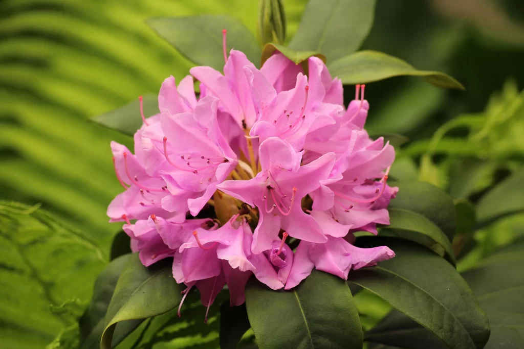 Pink Rhododendron Bloom Petals Green warm Leaves