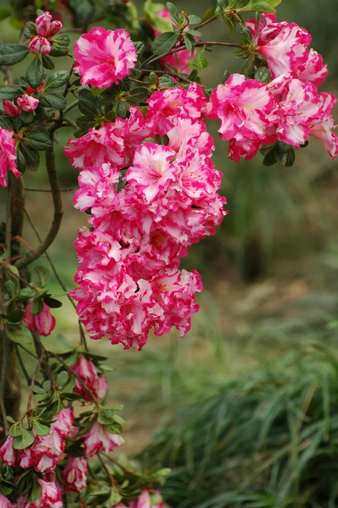 Pink Rhododendron Bloom Petals Green warm Leaves