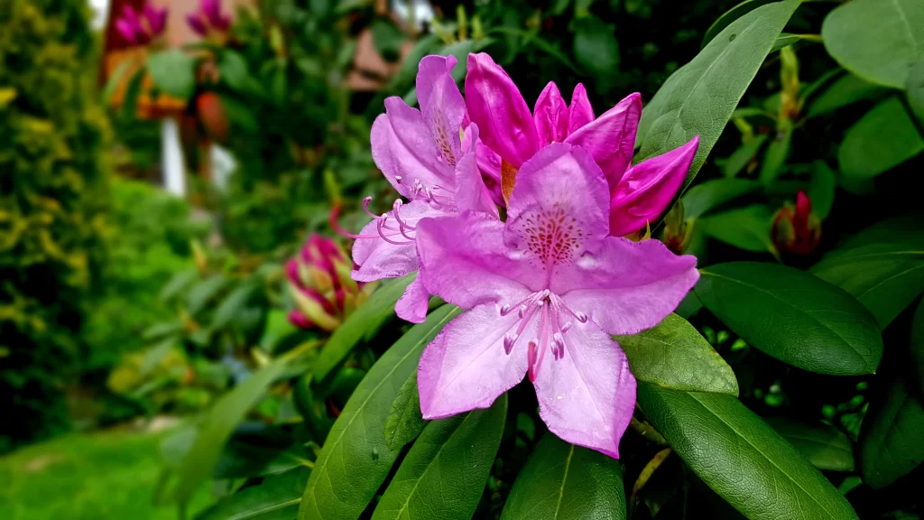 Pink Rhododendron Bloom Petals Green gray Leaves