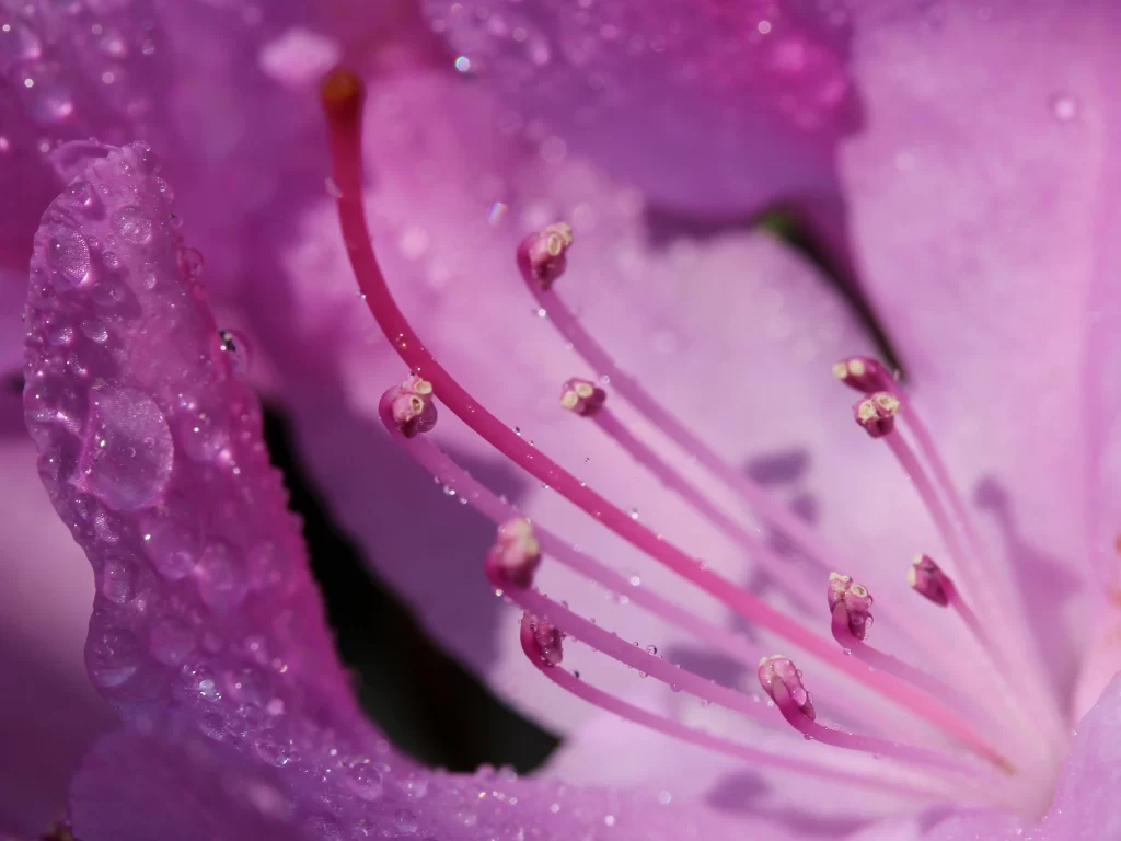 Pink Rhododendron Bloom Petals warm Dewdrops