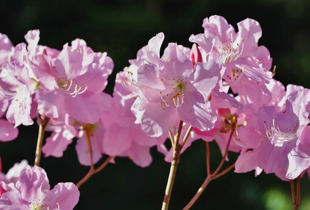 Pink Rhododendron Bloom Petals gray Sunlight