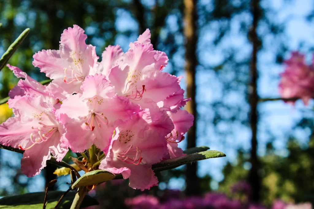 Pink Rhododendron Bloom Petals gray Forest
