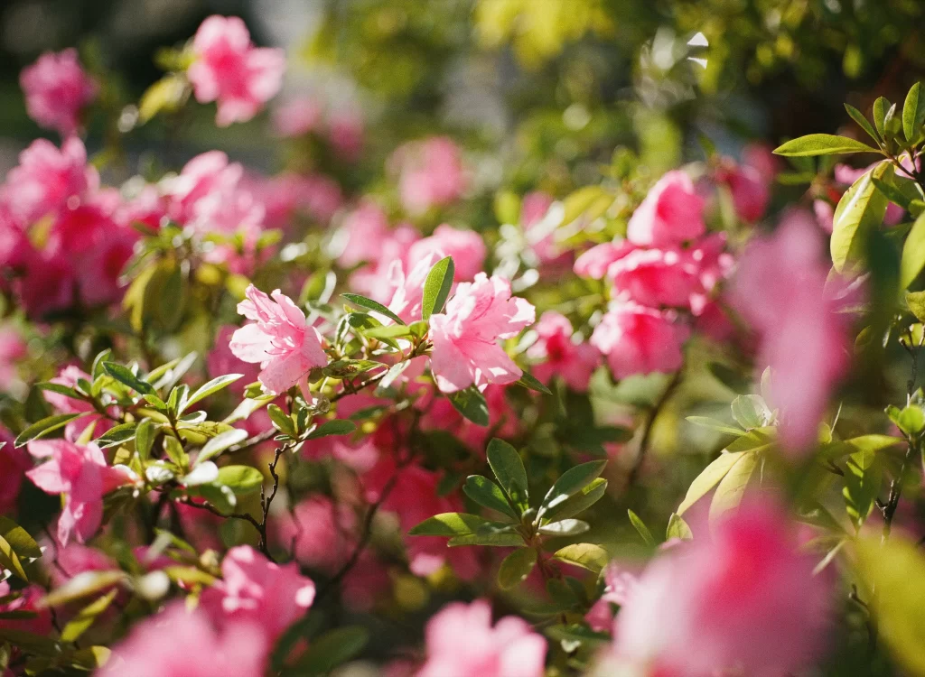Pink Rhododendron Bloom Petals Green warm Leaves