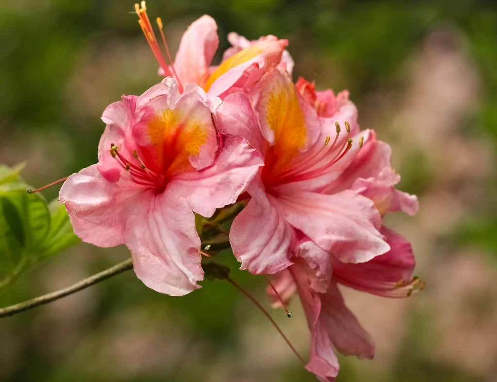 Pink Rhododendron Bloom Petals Yellow warm Center