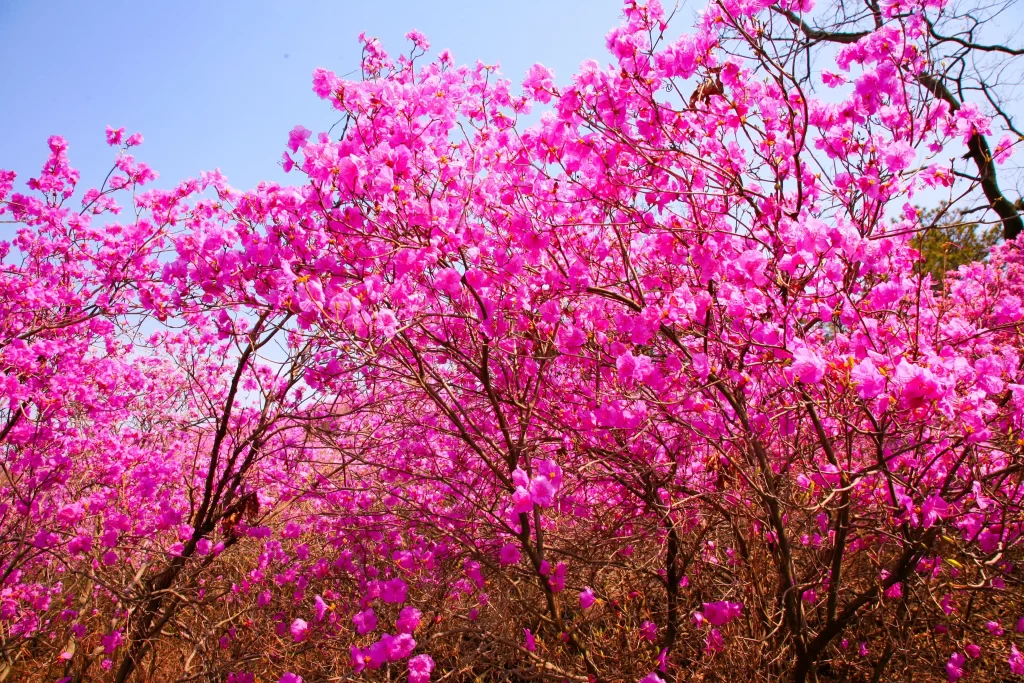 Pink Rhododendron Bloom Petals warm Branches