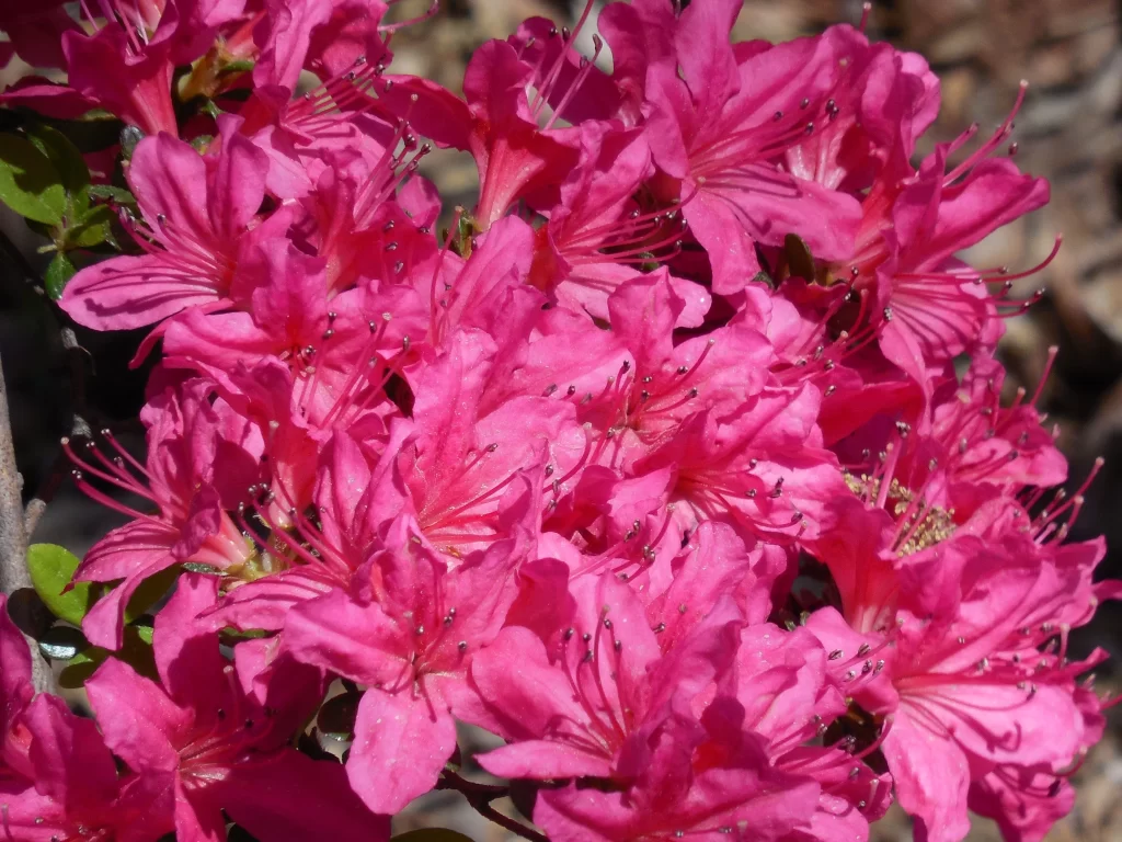 Pink Rhododendron Bloom Petals Dense warm Sunlight
