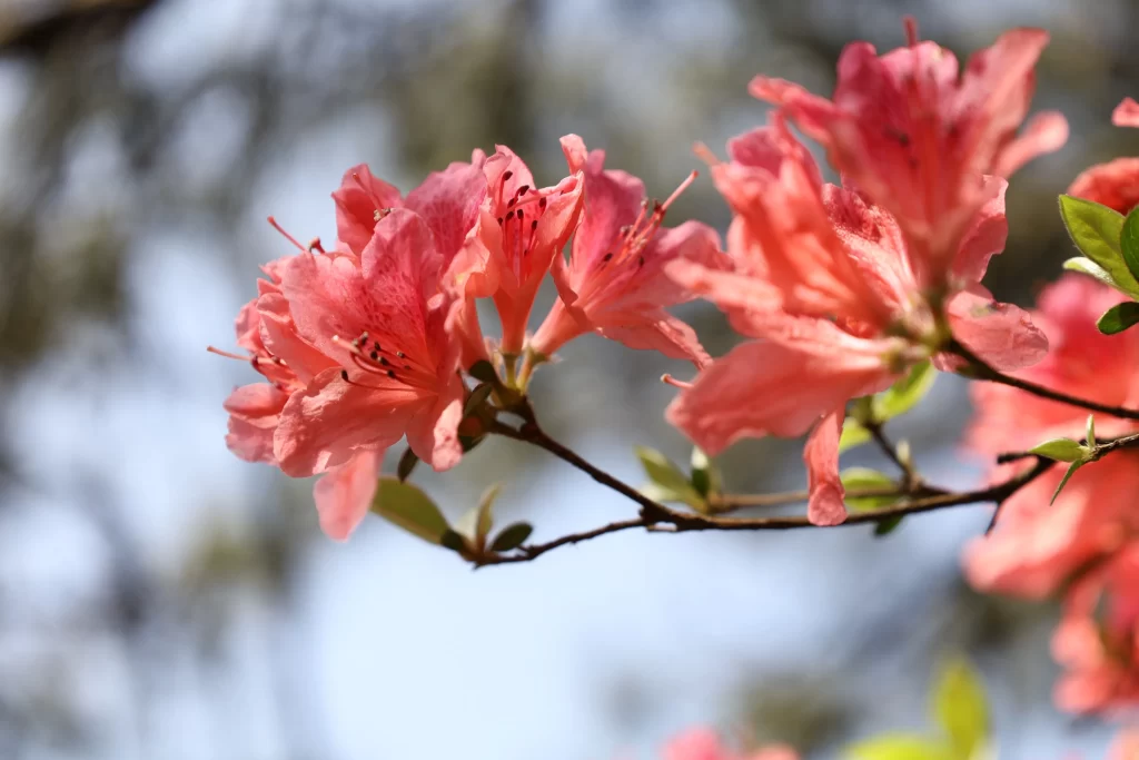Pink Rhododendron Bloom Petals Branch