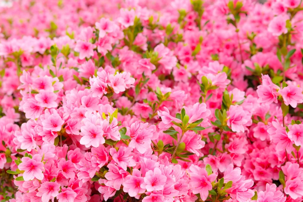 Pink Rhododendron Bloom Petals Dense warm Green