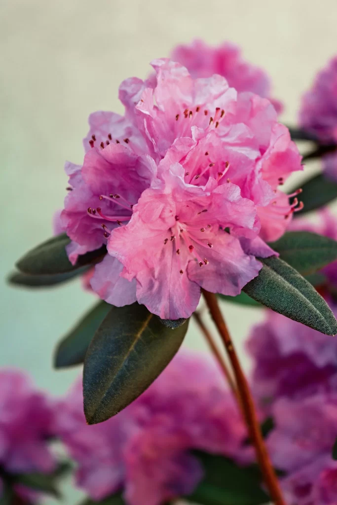 Pink Rhododendron Bloom Petals Green warm Leaves