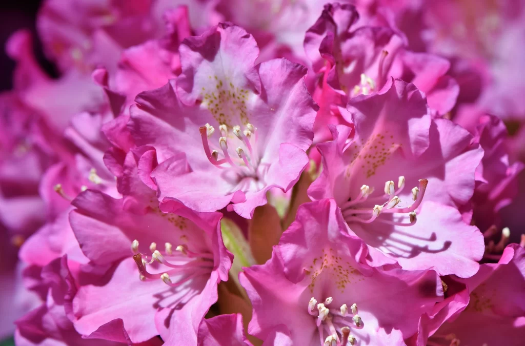 Pink Rhododendron Bloom Petals Yellow Dots